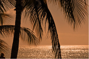 Eine Palme im Sonnenuntergang